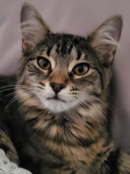 Victoria26 -  Domestic Medium Hair Cat for Adoption in Youngsville, North Carolina - Victoria26 | PetCurious