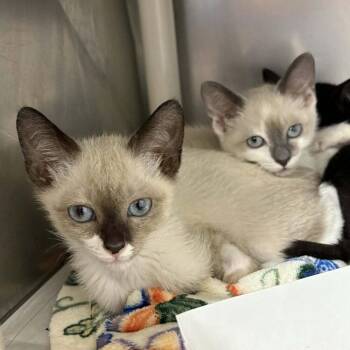 Snowshoe and Domestic Short Hair Cats Available for Adoption in Candler, North Carolina - Fog | PetCurious