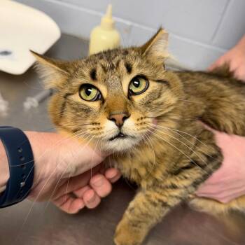 Domestic Medium Hair Cats Available for Adoption in Dekalb, Illinois - Holly | PetCurious