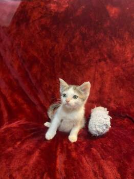 Domestic Short Hair Cats Available for Adoption in Johnson City, Tennessee - Ghost | PetCurious