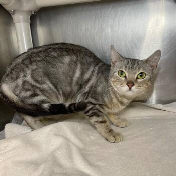 Domestic Short Hair Cats Available for Adoption - Sea Bunny | PetCurious