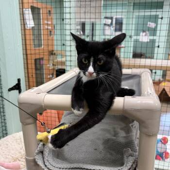 Ritsu -  Domestic Long Hair Cat for Adoption in Los Angeles, California - Ritsu | PetCurious