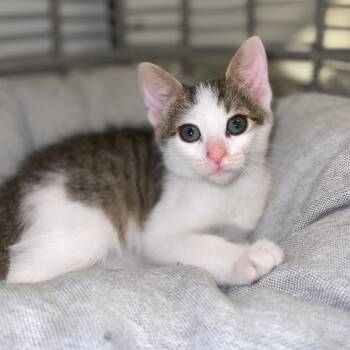 Domestic Short Hair Cats Available for Adoption - Stormy | PetCurious