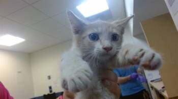 TAROT -  Domestic Short Hair Cat for Adoption in Doral, Florida - TAROT | PetCurious
