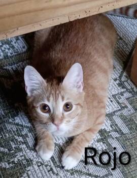 ROJO -  Domestic Short Hair Cat for Adoption in Wilmington, North Carolina - ROJO | PetCurious