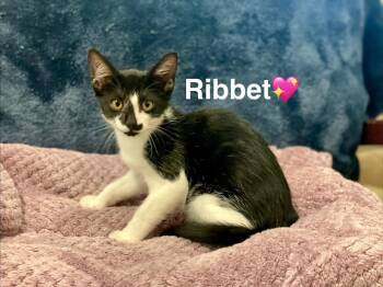 Ribbet -  Domestic Short Hair Cat for Adoption in Lunenburg, Massachusetts - Ribbet | PetCurious