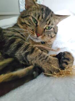Rescue Domestic Short Hair Cats for Adoption in Harpers Ferry, West Virginia - Luca | PetCurious