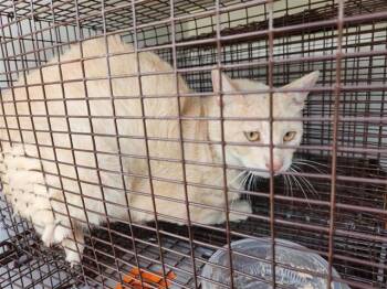 Domestic Short Hair Cats Available for Adoption in Houston, Texas - A654572 | PetCurious