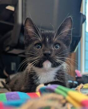 Eliza -  Domestic Short Hair Cat for Adoption in Oviedo, Florida - Eliza | PetCurious