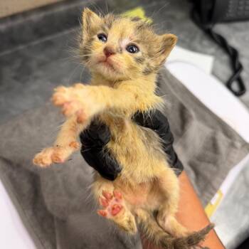 Dutch -  Domestic Short Hair Cat for Adoption in Memphis, Tennessee - Dutch | PetCurious