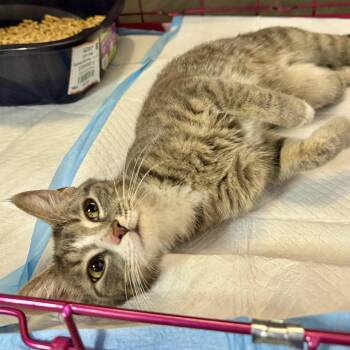 Daphne -  Domestic Short Hair Cat for Adoption in Chicago, Illinois - Daphne | PetCurious