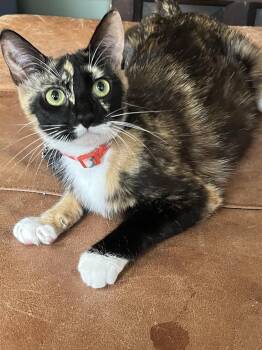 Tostada -  Domestic Short Hair Cat for Adoption in South Pasadena, California - Tostada | PetCurious