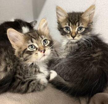 Sam Cat -  Domestic Short Hair Cat for Adoption in Sacramento, California - Sam Cat | PetCurious