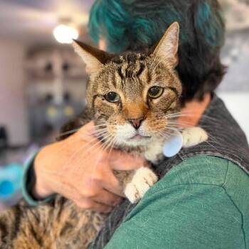 Loki -  Domestic Short Hair Cat for Adoption in Ramona, California - Loki | PetCurious