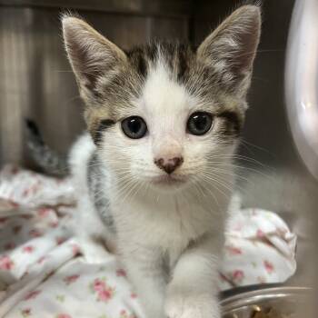 Rescue Domestic Short Hair Cats for Adoption in Los Angeles, California - Connie | PetCurious