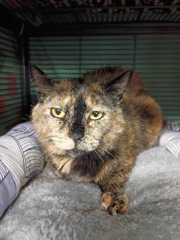 Mimikyu -  Tortoiseshell Cat for Adoption in New Windsor, New York - Mimikyu | PetCurious