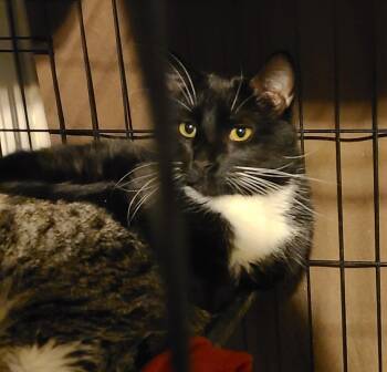 Domestic Short Hair Cats Available for Adoption - Sushi | PetCurious