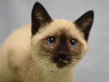 Leaf Pile -  Snowshoe Cat for Adoption in Portland, Oregon - Leaf Pile | PetCurious