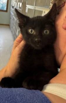 Rescue Domestic Short Hair Cats for Adoption in Hutchinson, Minnesota - Treasure And Jolly Roger | PetCurious