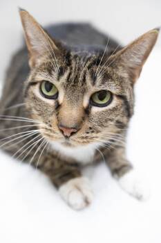 Hula -  Domestic Short Hair Cat for Adoption in Montclair, New Jersey - Hula | PetCurious
