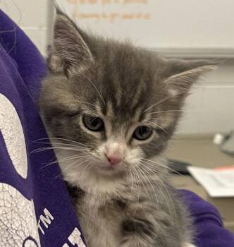 Pickle Ball -  Domestic Short Hair Cat for Adoption in Golden, Colorado - Pickle Ball | PetCurious