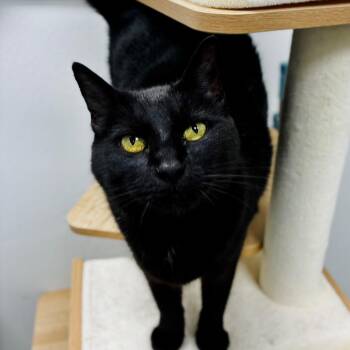 Midnight -  Domestic Short Hair Cat for Adoption in Lebanon, Missouri - Midnight | PetCurious