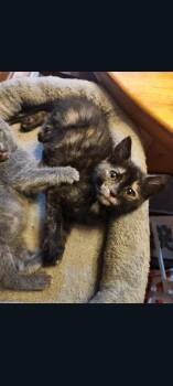 Domestic Short Hair Cats Available for Adoption in Lewis Center, Ohio - Tortie (Hilltop Greys Part 1 4) | PetCurious