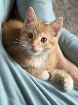 Blister -  Domestic Short Hair and Tabby Cat for Adoption in Cottonwood Heights, Utah - Blister | PetCurious