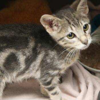 Michael -  Domestic Short Hair Cat for Adoption in Cleveland, Mississippi - Michael | PetCurious