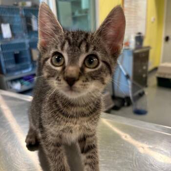 Twig -  Domestic Short Hair Cat for Adoption in West Des Moines, Iowa - Twig | PetCurious