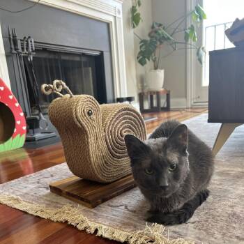 Mr. Whiskers -  Domestic Short Hair and Mixed Breed Cat for Adoption in Chicago, Illinois - Mr. Whiskers | PetCurious