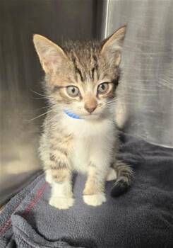 PEDRO -  Domestic Medium Hair Cat Available for Adoption in Rancho Cucamonga, California - PEDRO | PetCurious