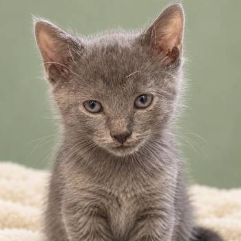 Jude -  Domestic Short Hair and Russian Blue Cat for Adoption in San Antonio, Texas - Jude | PetCurious