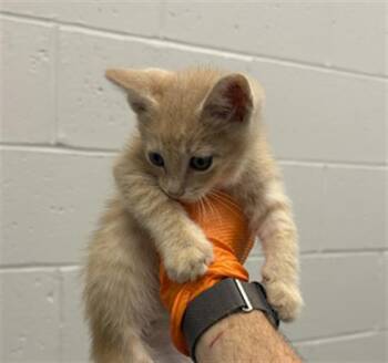 BISCUIT -  Domestic Short Hair Cat for Adoption in Indianapolis, Indiana - BISCUIT | PetCurious