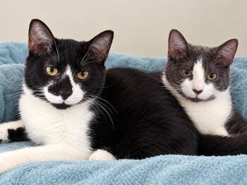 Marco and Alex -  Domestic Short Hair Cat for Adoption in Miami, Florida - Marco And Alex | PetCurious