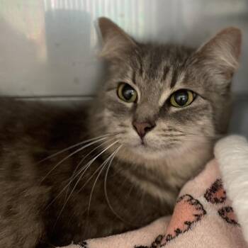 Samira -  Domestic Medium Hair Cat for Adoption in Hawthorne, California - Samira | PetCurious