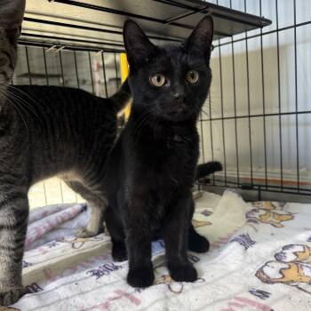 Rescue Domestic Short Hair and American Shorthair Cats for Adoption in Frankfort, Indiana - Swanson | PetCurious