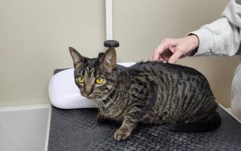 Domestic Short Hair Cats Available for Adoption - Daisy | PetCurious