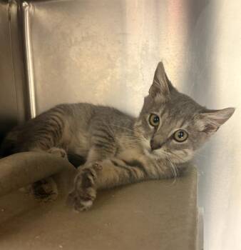 CIABATTA -  Domestic Short Hair Cat for Adoption in West Valley City, Utah - CIABATTA | PetCurious