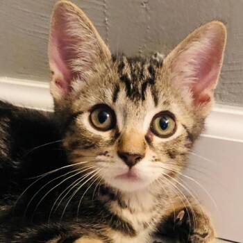 Domestic Short Hair Cats Available for Adoption - Margay | PetCurious