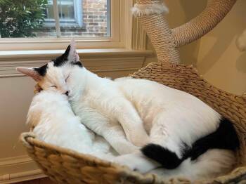 Domestic Short Hair Cats Available for Adoption in Fairfax, Virginia - Enzo | PetCurious