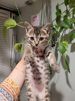 Workout -  Domestic Short Hair Cat Available for Adoption in Trenton, New Jersey - Workout | PetCurious