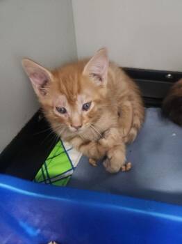 Sleepy -  Domestic Short Hair Cat for Adoption in Kingman, Arizona - Sleepy | PetCurious
