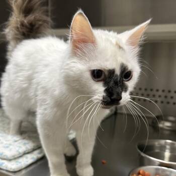 Willa -  Domestic Medium Hair Cat Available for Adoption in Clavet, Saskatchewan - Willa | PetCurious