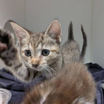 Donny -  Domestic Short Hair Cat for Adoption in Philadelphia, Pennsylvania - Donny | PetCurious