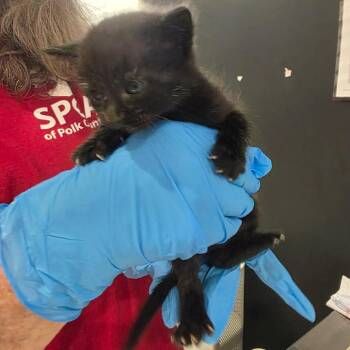Bippity Boppity Boop -  Domestic Short Hair Cat Available for Adoption in Livingston, Texas - Bippity Boppity Boop | PetCurious