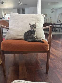 Striker -  Domestic Short Hair and Tabby Cat for Adoption in Dallas, Texas - Striker | PetCurious