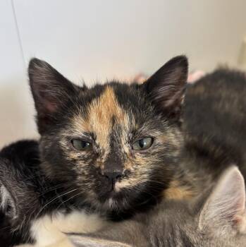 Domestic Short Hair Cats Available for Adoption - Figgy | PetCurious