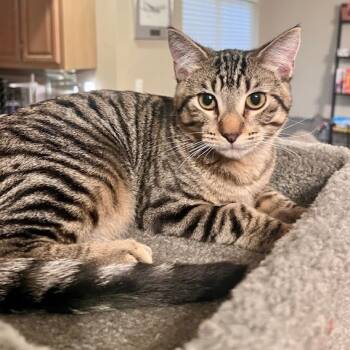 Rescue Domestic Short Hair Cats for Adoption in Brighton, Missouri - Max | PetCurious