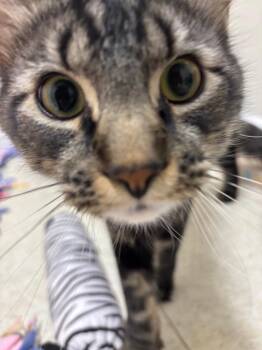 Domestic Medium Hair Cats Available for Adoption in Fall River, Massachusetts - Paladin | PetCurious